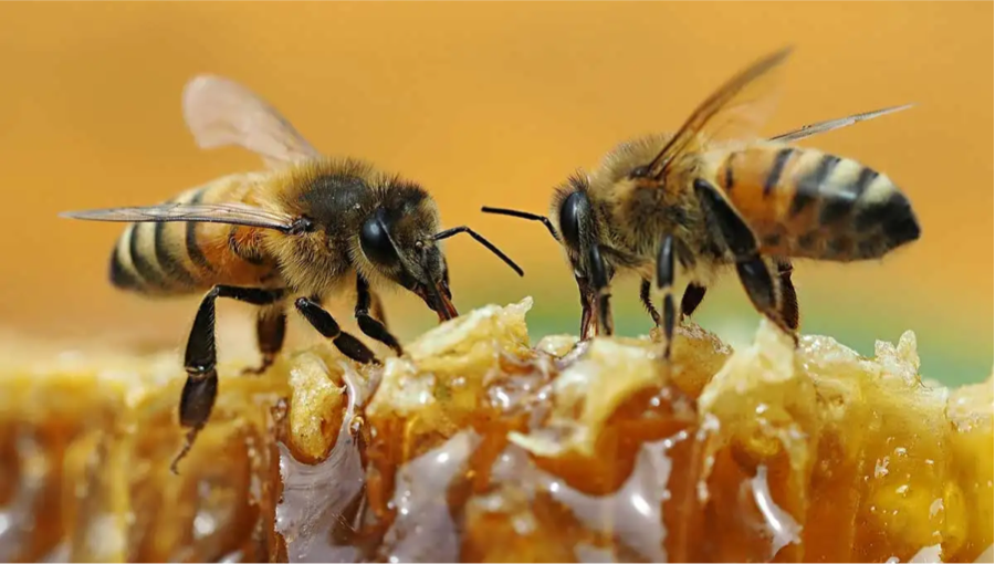 BOOST FOR HONEY INDUSTRY BOOST FOR HONEY INDUSTRY