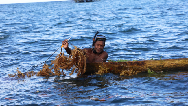 Seaweed farmer in Port Adam