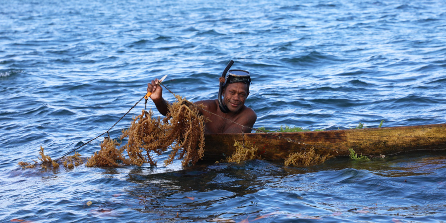 Seaweed farmer in Port Adam
