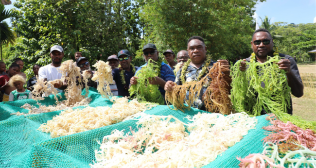 Seaweed farming project in Small Malaita