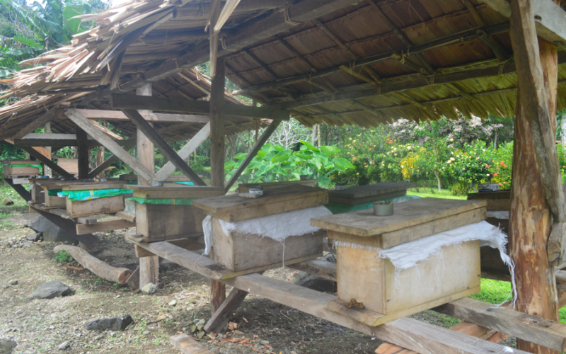 Simbo to revive bee industry