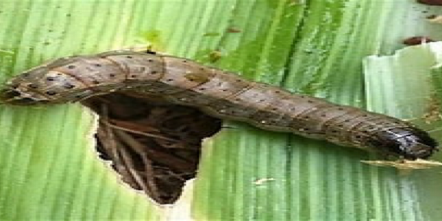 Fall armyworm feeding on a banana leaf
