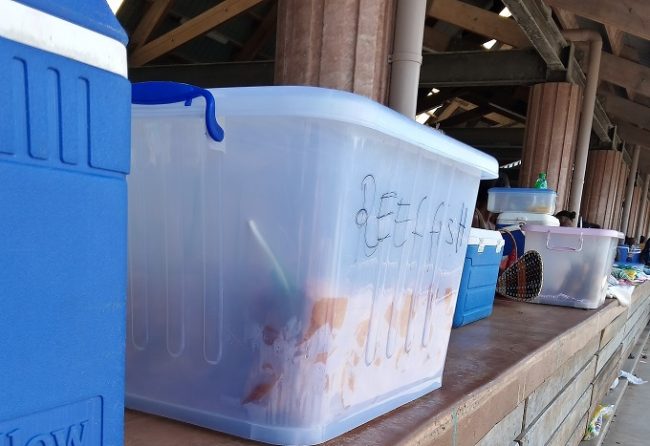 Fish and Chips sold at the Gizo market