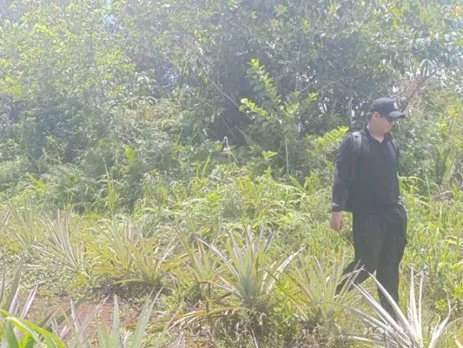 Hynm Lee visit to a pineapple farm in west Kwaio in Malaita province last month. Photo supplied