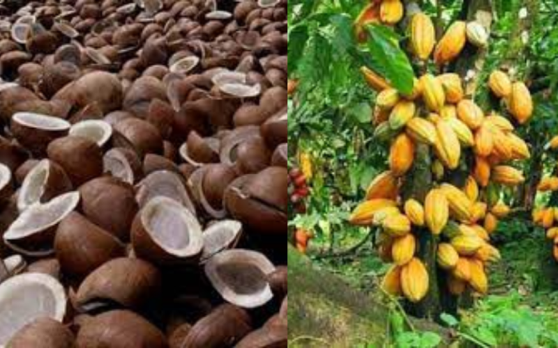Cocoa, copra export earn SB$511m as agriculture sector surges