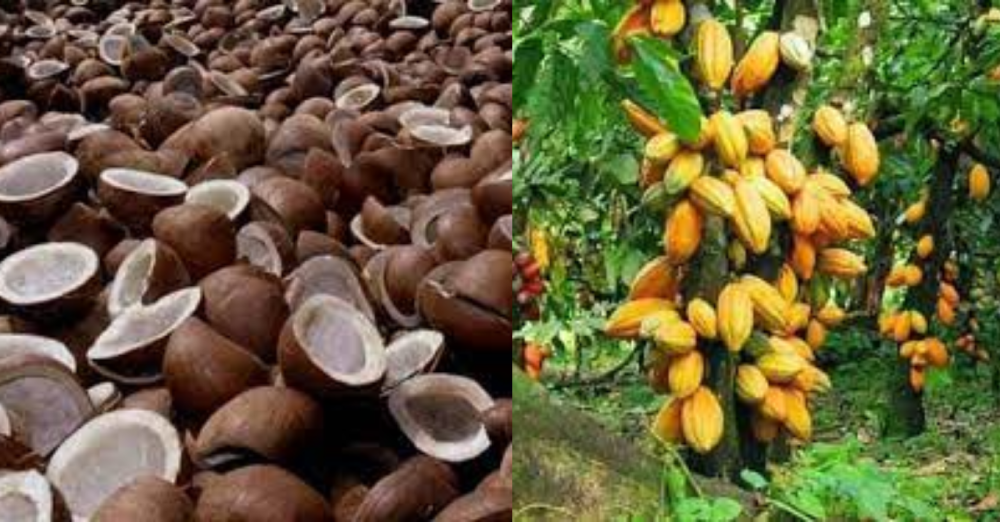 .3million to support cocoa, coconut projects .3million to support cocoa, coconut projects