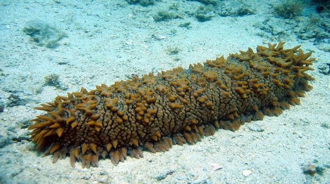 Sea-cucumber-in-the-water