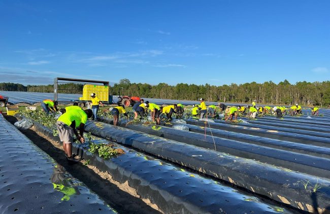 Workers at a farm in Australia.