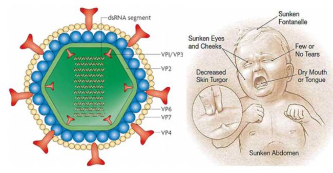 Rota Virus