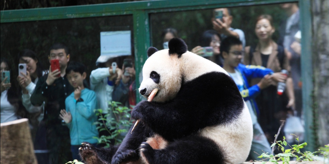 Visitors watch Panda
