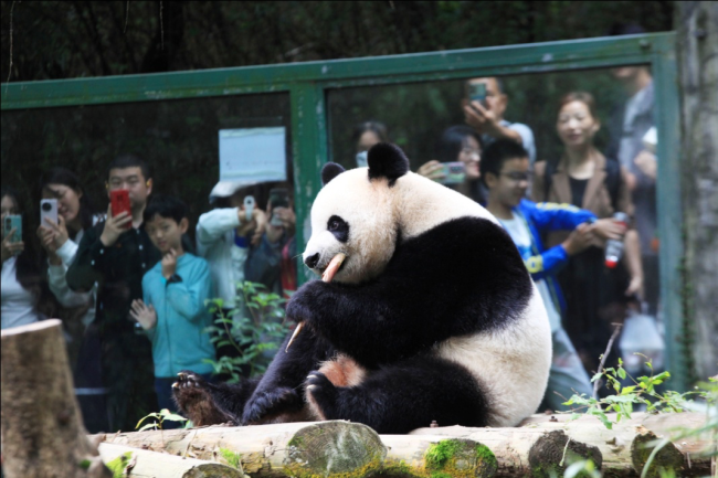 Visitors watch Panda