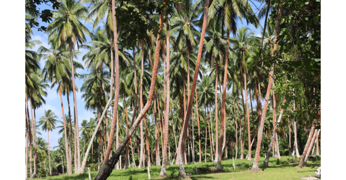 Revolving fund boosts farmers, improve production Revolving fund boosts farmers, improve production