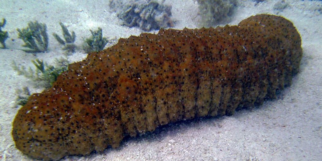 sea cucumber in SI