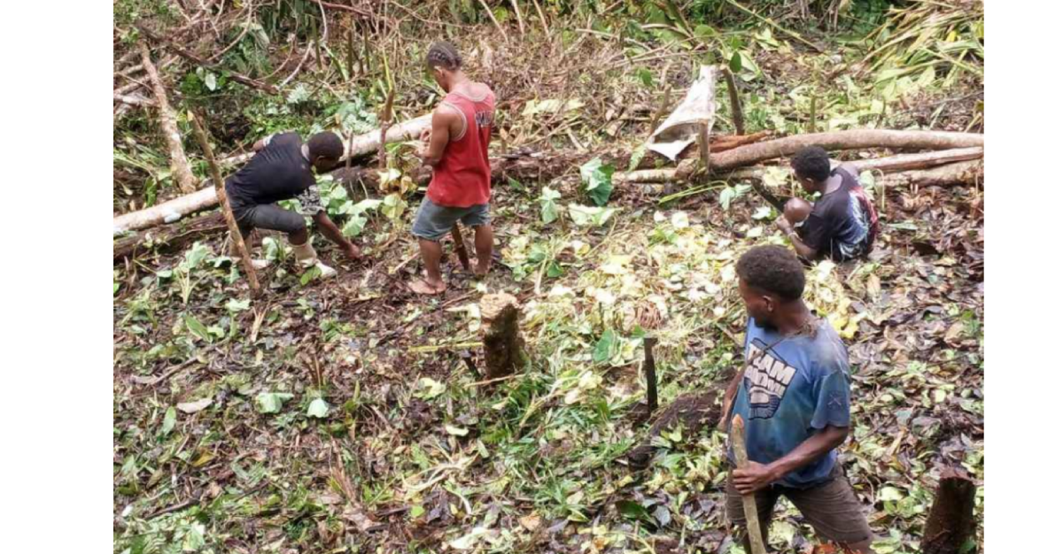 Youths engage in taro farming