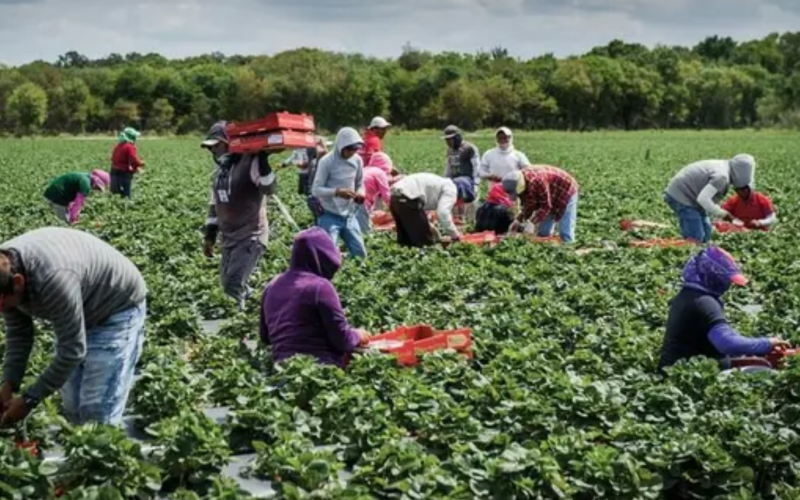 SI ranked 3rd in global workforce participation