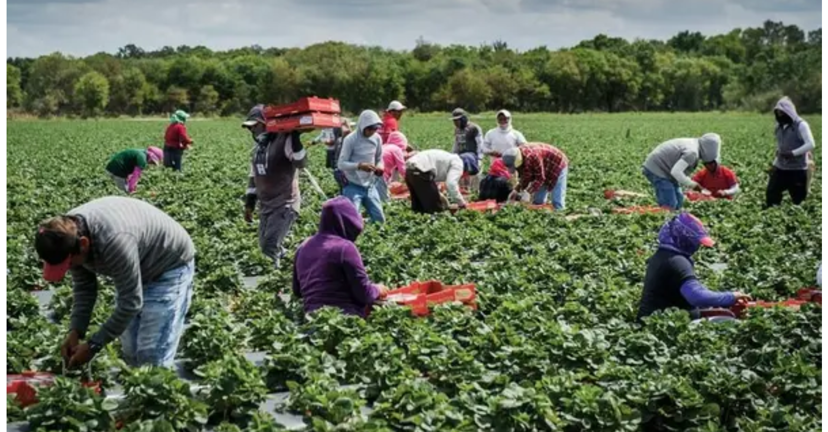 SI ranked 3rd in global workforce participation