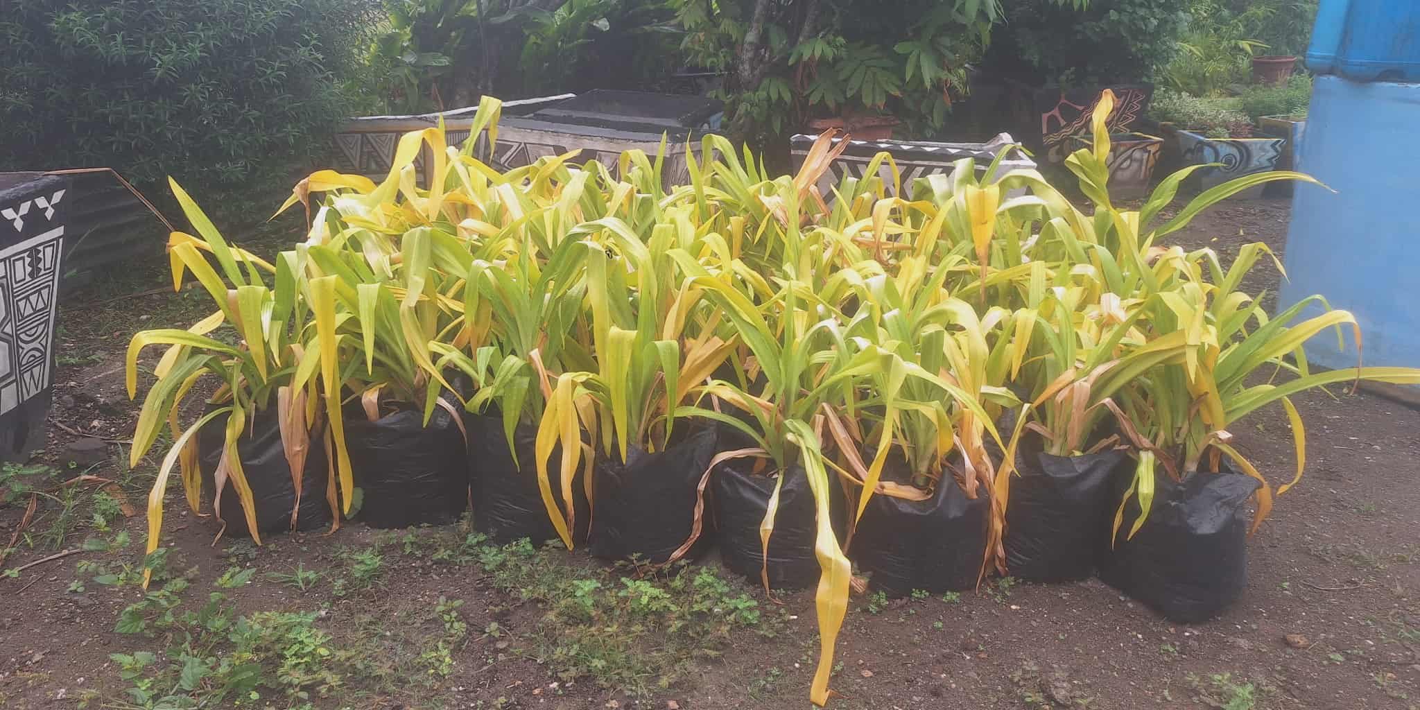 Flowers ready to be planted