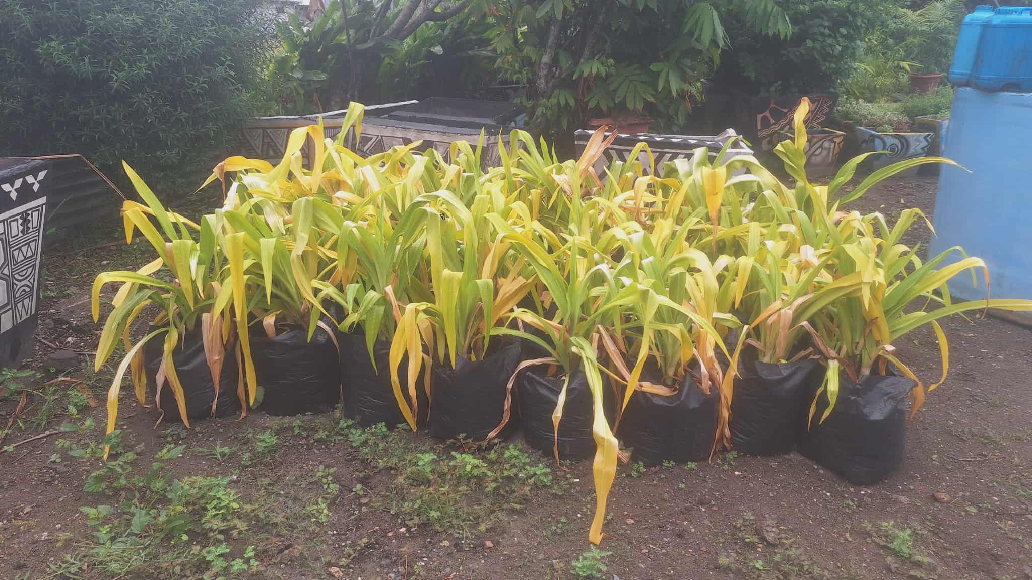 Beautification group appeals for respect – Solomon Star News