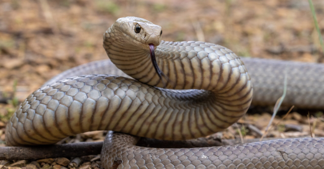 One of the poisonous snake