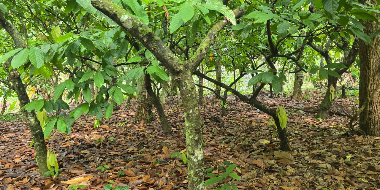 Cocoa plantation