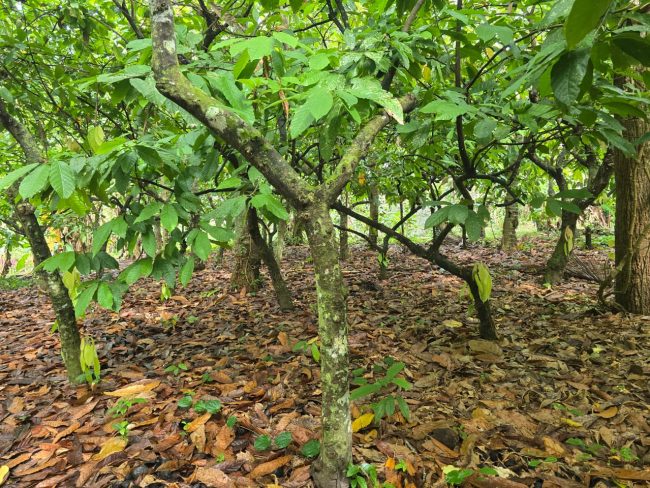 Cocoa plantation