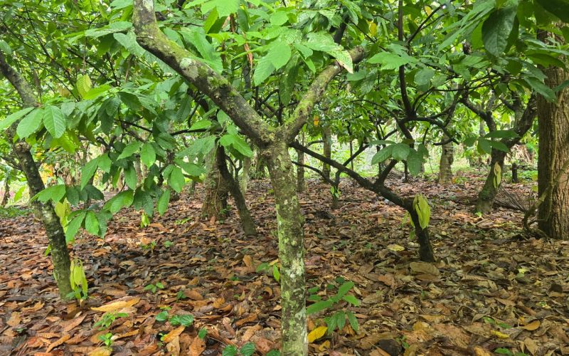 N/West Guadalcanal farmers face challenge with rats eating cocoa pods