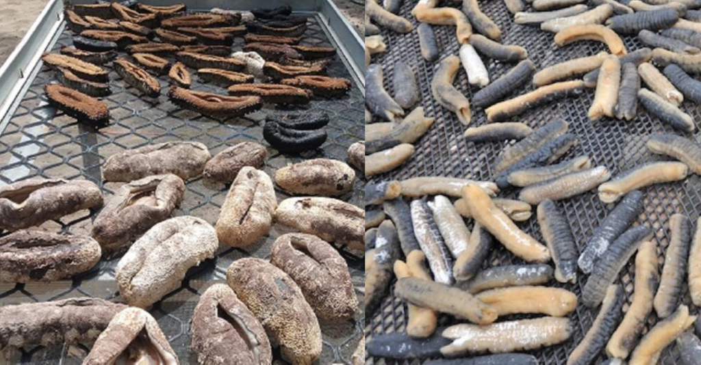  Illegal beche-de-mer trading at PNG-SI border – Solomon Star News