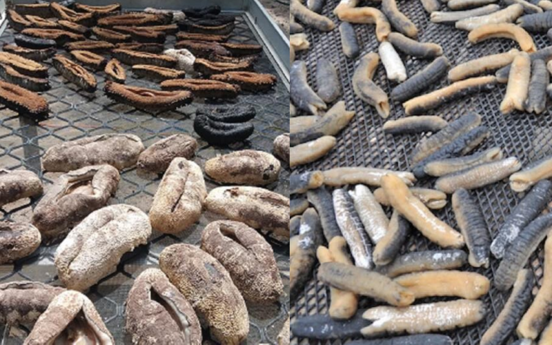  Illegal beche-de-mer trading at PNG-SI border