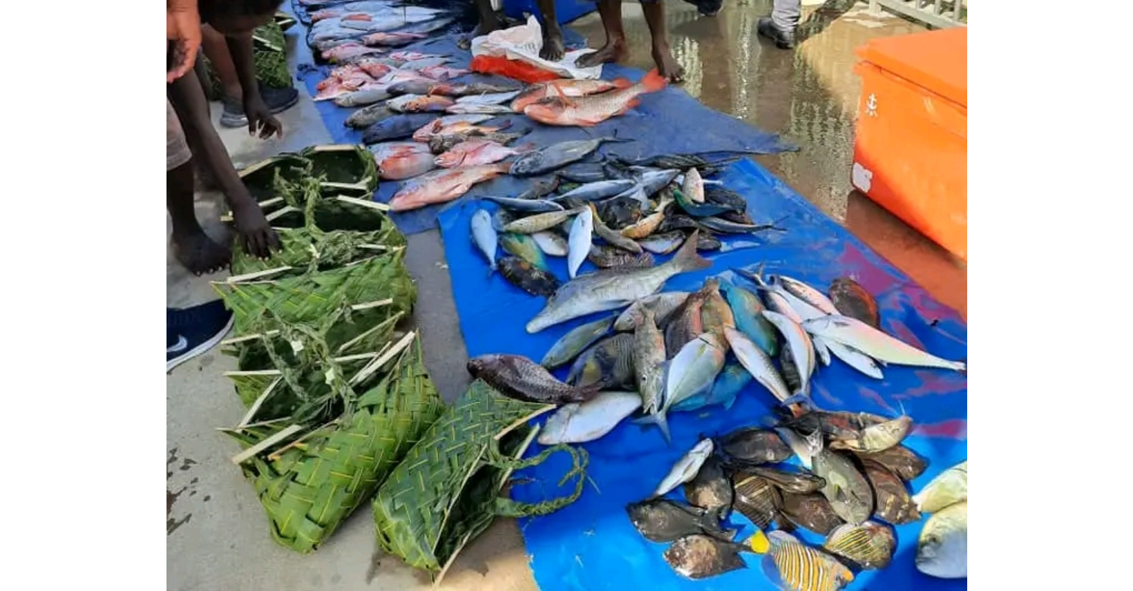 SI amongst world’s top fish consumers – Solomon Star News