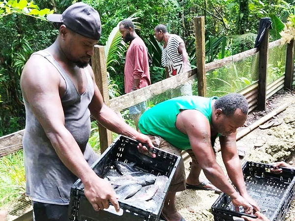 Tilapia farmers