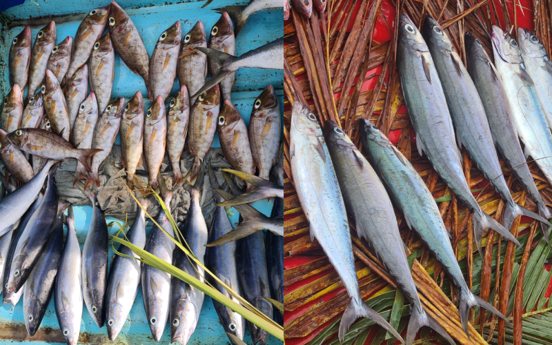 Local fish vendors call for proper space