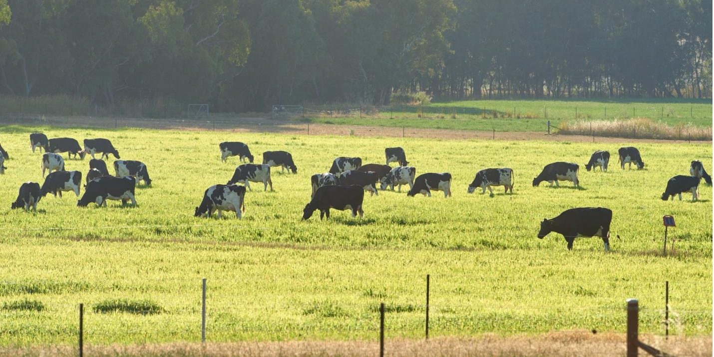Part of the Riverina Dairy Co