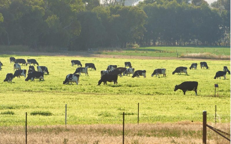 Sae’s journey under the PALM Scheme