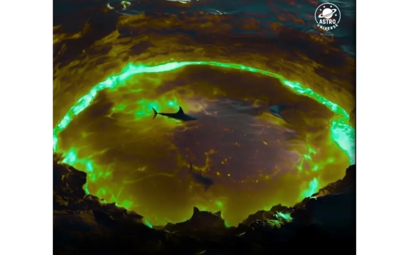 Sharks Spotted Inside Active Kavachi Volcano Crater