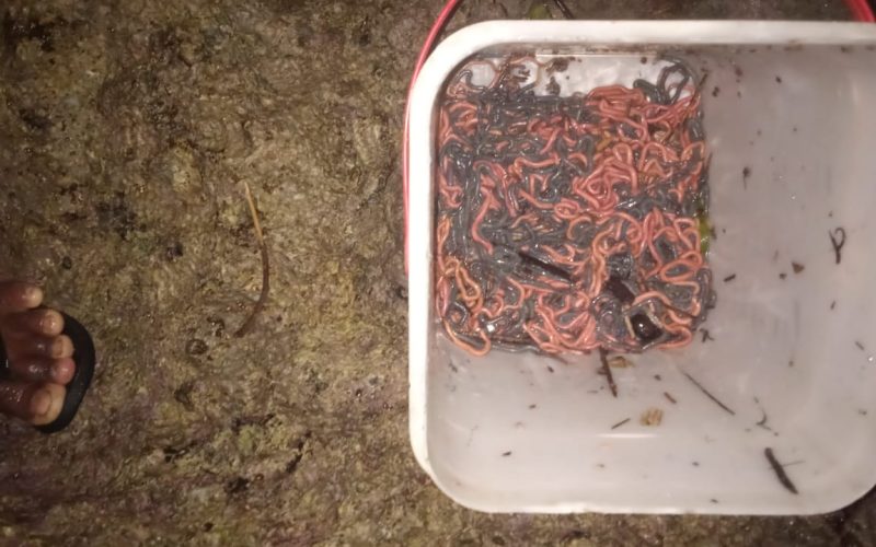 Tawatana village ready to feast again