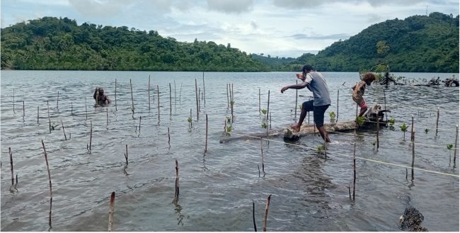 Community members planting mangrove seedlings and learning how regreening activities will protect their communities’ shoreline.
