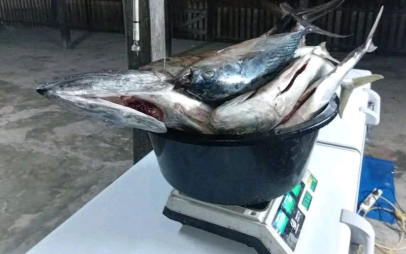 Komaleai village benefits from solar-powered deep freezer