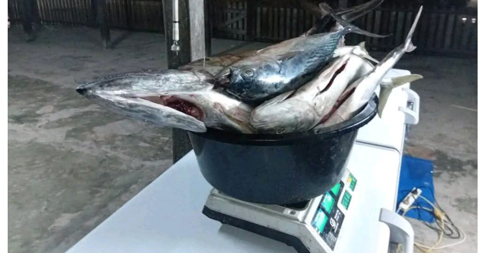 Komaleai village benefits from solar-powered deep freezer