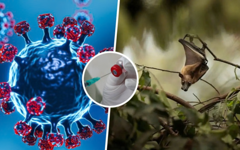 MHMS urges public to learn about Nipah virus