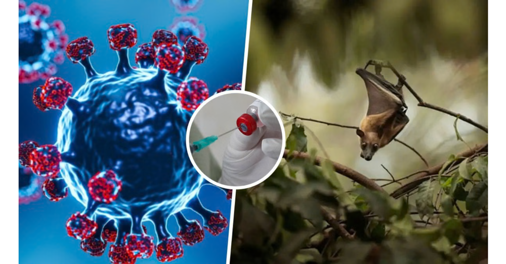 MHMS urges public to learn about Nipah virus