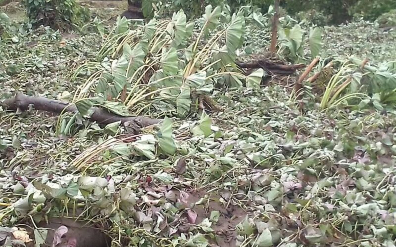 Flooding Destroys Food Gardens, West Kwaio Communities Appeal for Assistance