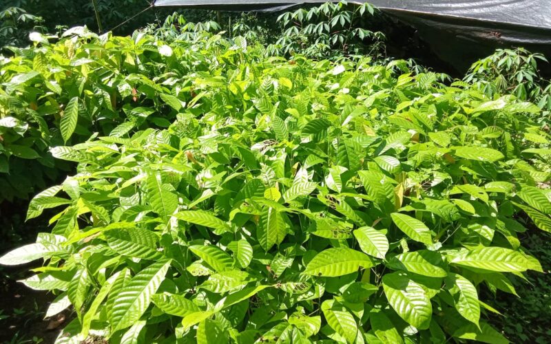 Youth Farmer Prepares 1k Cocoa Seedlings For Transplant