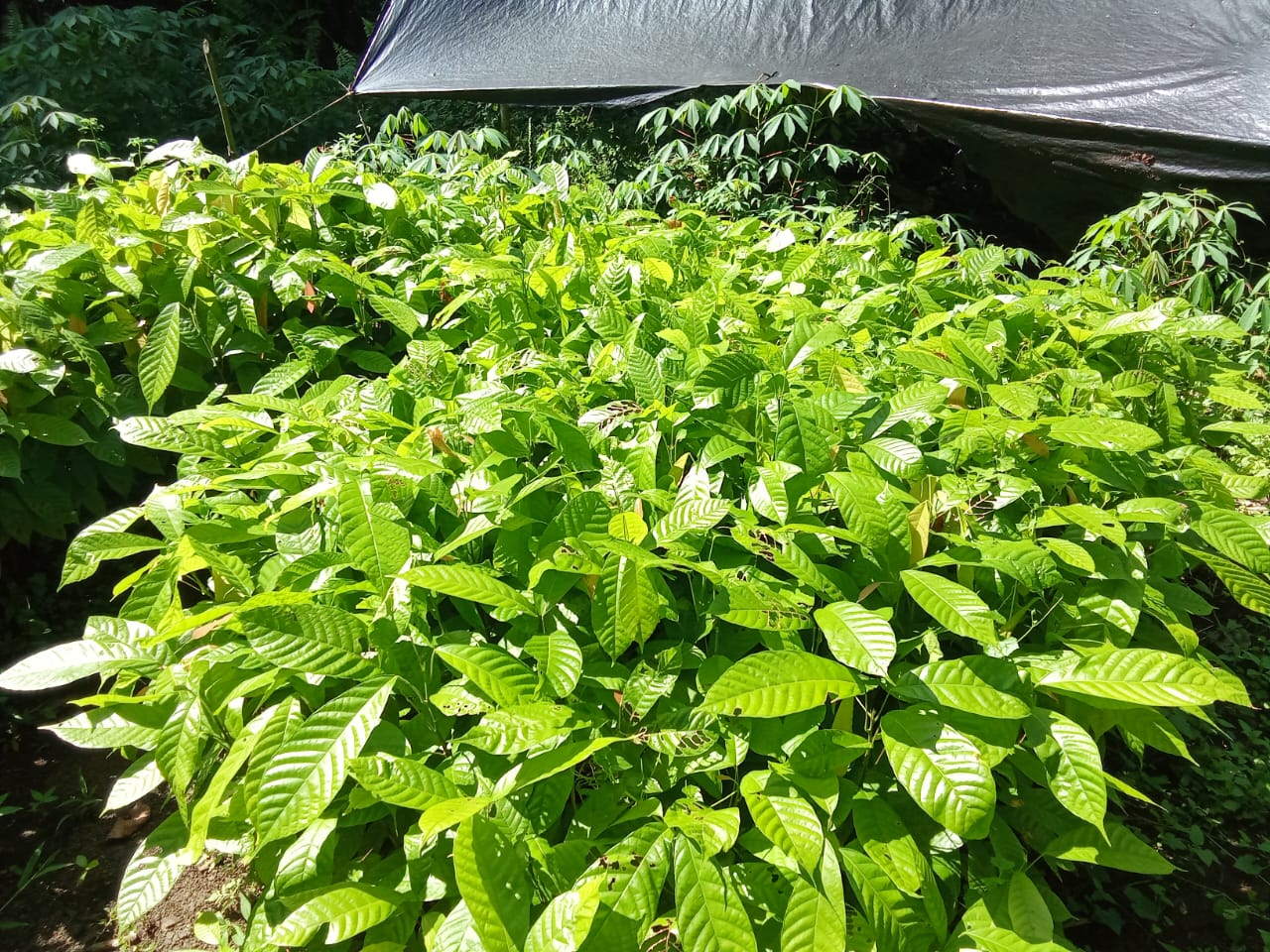 Youth Farmer Prepares 1k Cocoa Seedlings For Transplant