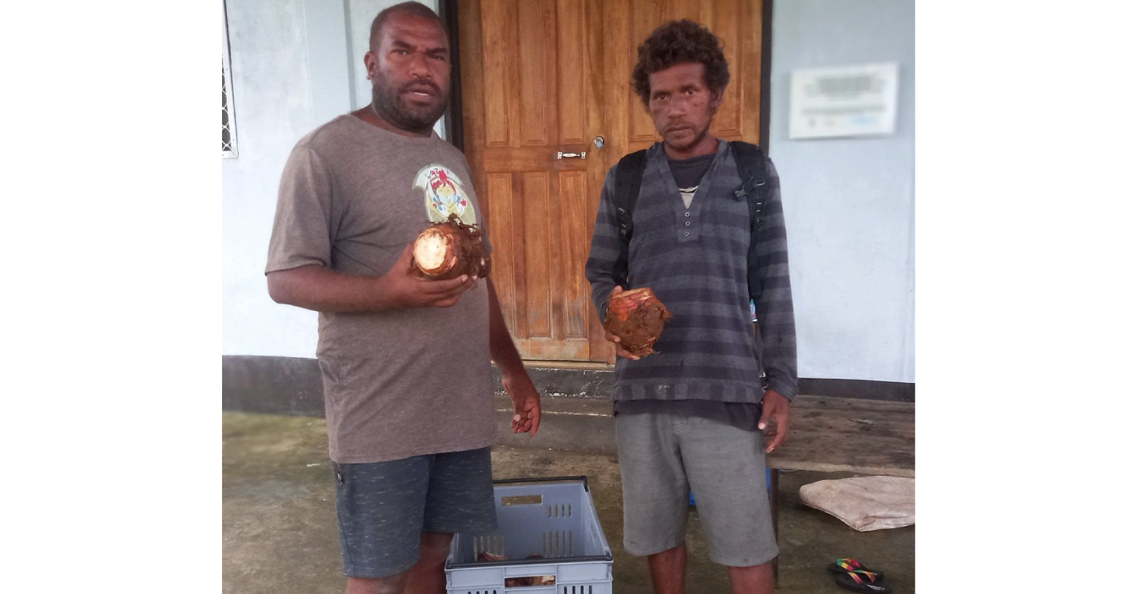 Goshen Enterprise boosts local economy with taro buying centre