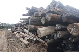 Forest Commissioner clarifies Tubi issue 