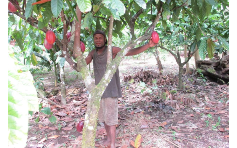 Young Farmer’s Bold Vision for Cocoa In West Kwaio