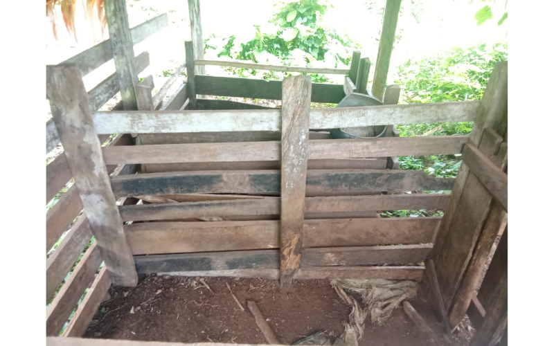 Piggery Farming Revived in West Kwaio With SIART Support