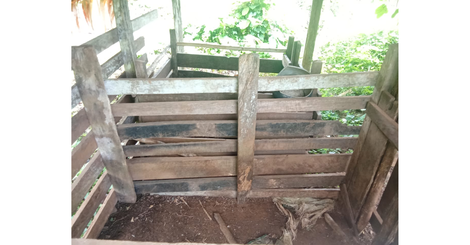 Piggery Farming Revived in West Kwaio With SIART Support