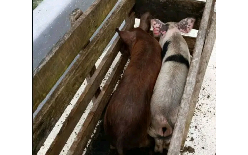 Piggery Project to Boost Livelihoods in Kindu Community